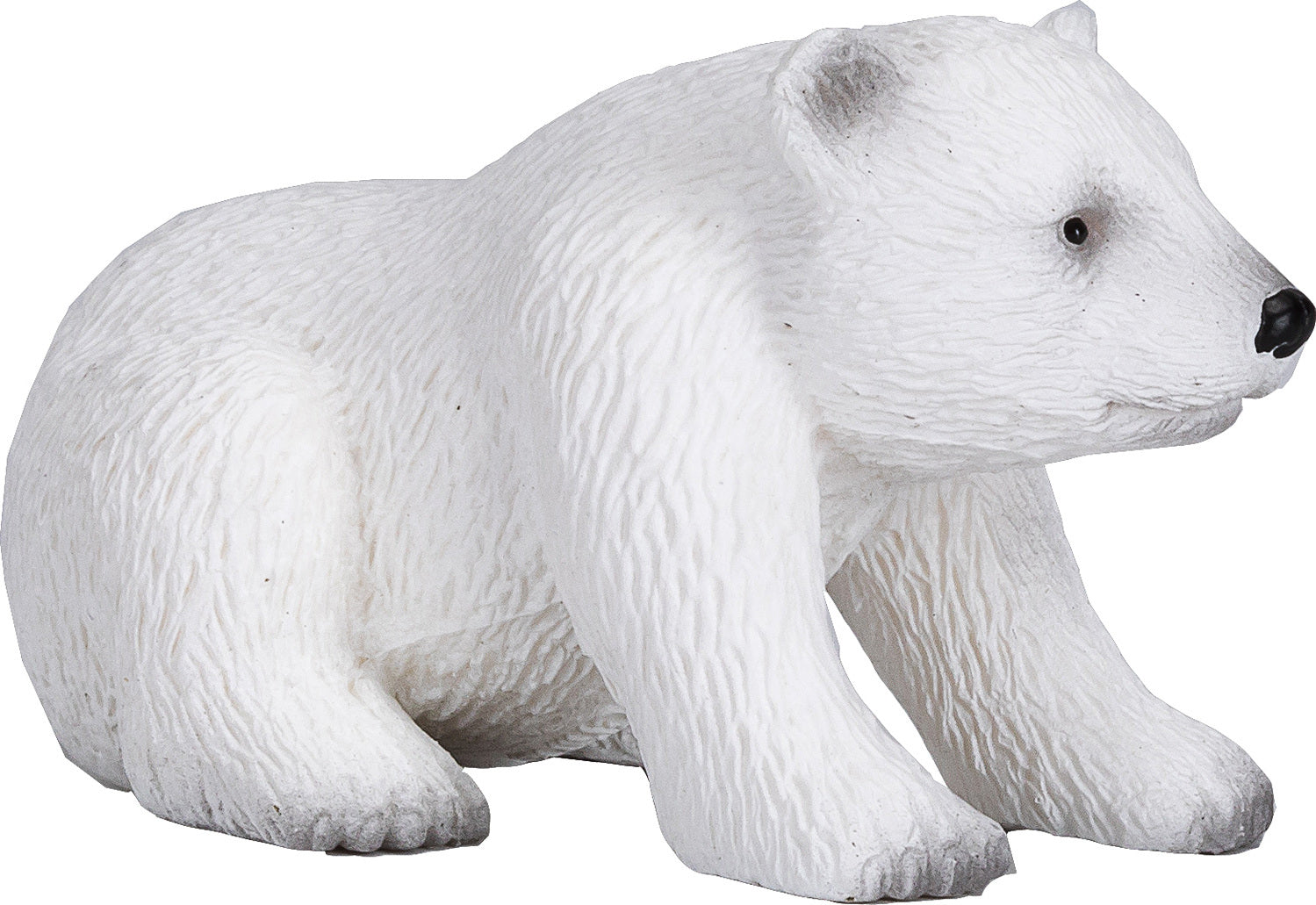 Polar bear cub Sitting