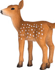 White Tailed Deer Fawn