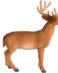 White Tailed Deer Buck