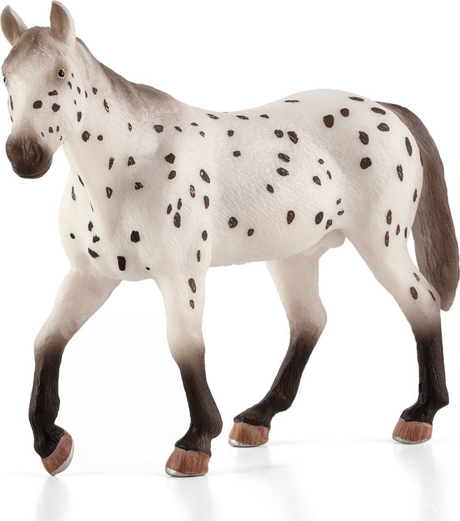 Appaloosa Stallion